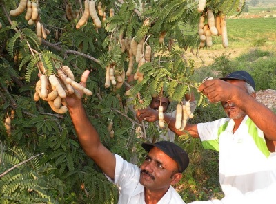 Tamarindi koristamine