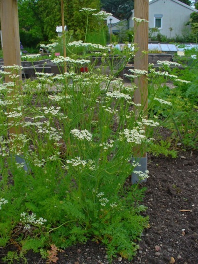 Komijn in de tuin