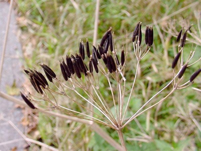 Cumin bình thường