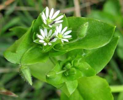 Chickweed vừa