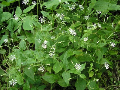 gỗ sồi chickweed