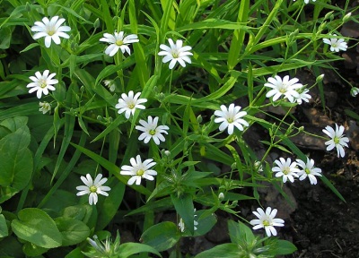 Chickweed twardolistny