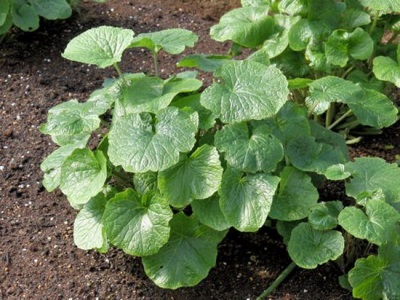 japoński wasabi