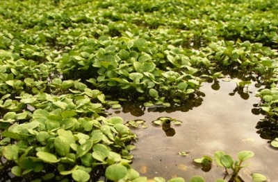 waterkers in wetlands