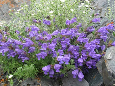 slangenkop in de tuin