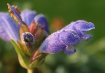 slangenkop bloemen