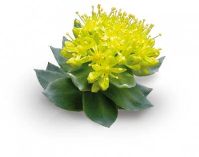 Nuttige rhodiola rosea