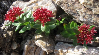 Rhodiola rosea in de bergen