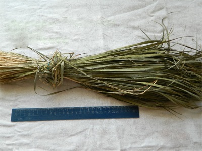 Một bầy bò rừng