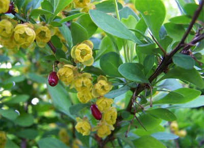 Bessen en bloemen van berberis