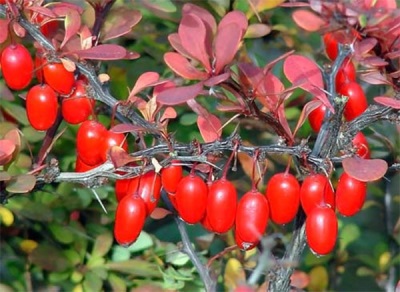 Nuttige eigenschappen van berberis