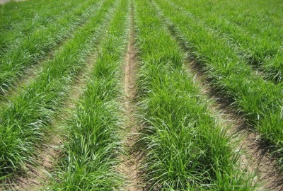 Chufu wordt op hele plantages verbouwd