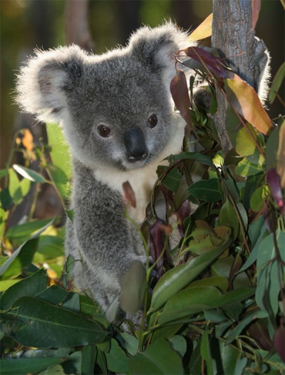 Eukaliptus i koala