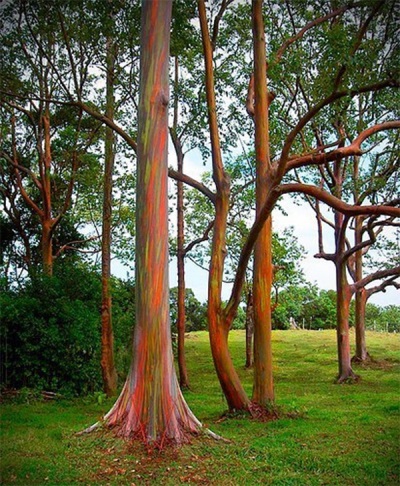 regenboog eucalyptus