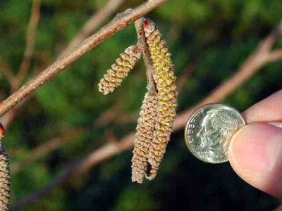 Bunga hazelnut catkin lelaki