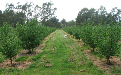 kebun hazelnut