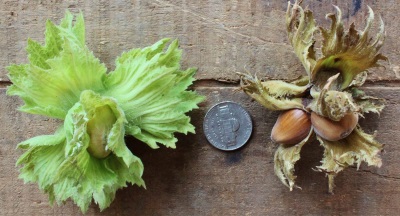 Hazelvruchten zijn veel kleiner dan hazelnoten