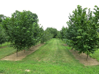 Hazelnut pokok renek