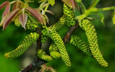 Walnootbladeren en bloemen