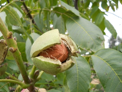 walnoot fruit