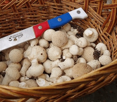 Jeunes champignons vesse-de-loup