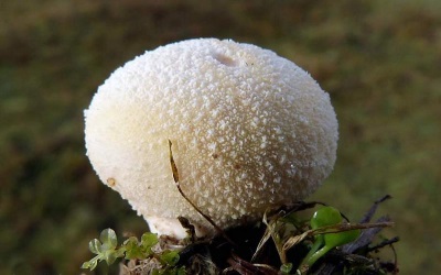 Puffball-paddenstoel behoort tot de champignonfamilie