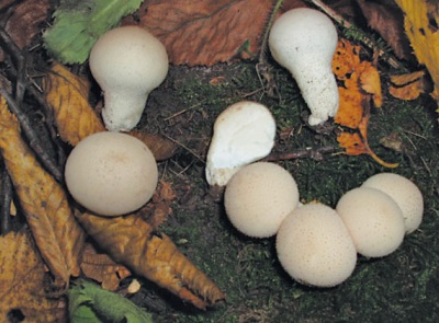 puffball paddestoelen kweken