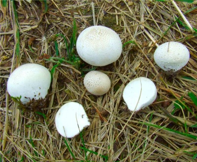 Lors de la collecte de champignons imperméables, vous devez suivre certaines règles afin de ne pas vous tromper dans le choix