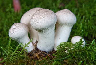 puntige puffball