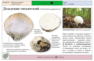 gigantische puffball