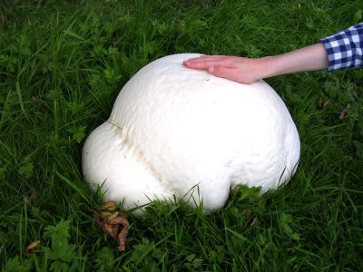 gigantische puffball