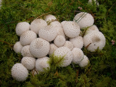 Le champignon vesse-de-loup pousse partout 