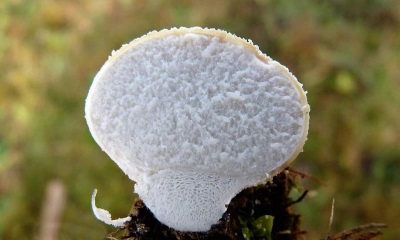 Om een ​​gezonde en eetbare puffball-paddenstoel te kiezen, moet je enkele regels kennen