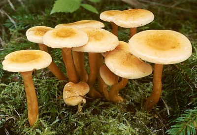 groep paddenstoelen valse cantharel