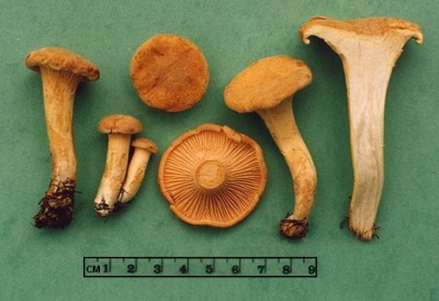 Cantharelpaddestoelen bevatten veel verschillende vitamines en elementen die nuttig zijn voor het lichaam.