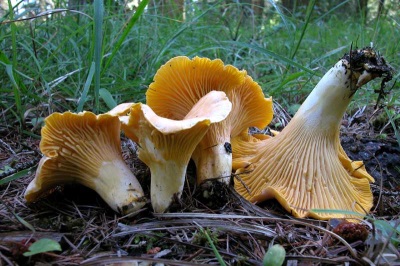 Teelt van cantharelpaddestoelen