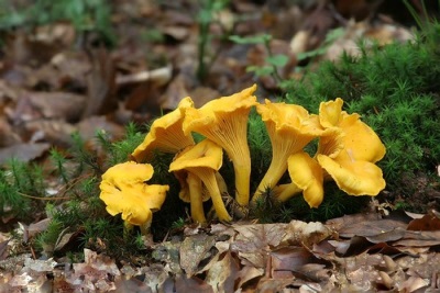 Cantharelpaddestoelen groeien in groepen