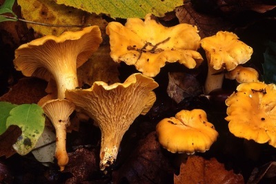 Correct planten van cantharelpaddestoelen