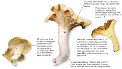 Kukeseene kirjeldus