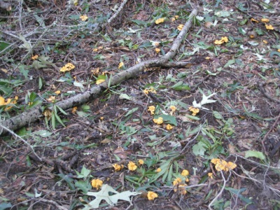 Cantharelpaddestoelen groeien goed in gematigde en subtropische klimaten.