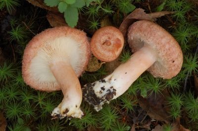 Stipe của nấm nấm