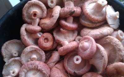 Đặc điểm của nấm rơm