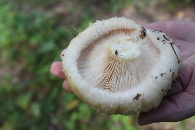 Korki välimus