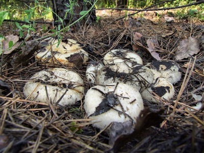 Melkpaddenstoelen komen veel voor in loof- en gemengde bossen in de noordelijke regio's van Rusland