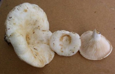 Paddenstoelen worden vaak gebruikt voor medicinale doeleinden.