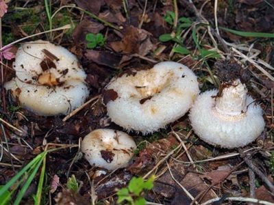 Correcte teelt van paddenstoelen