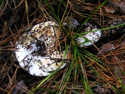 Juiste verzameling paddenstoelen