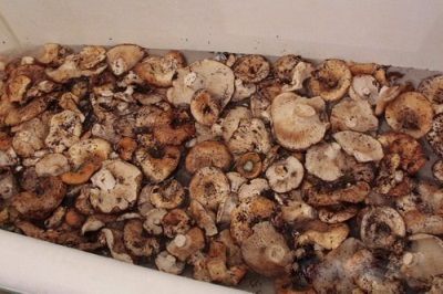 Champignons verwerken voor verdere bereiding