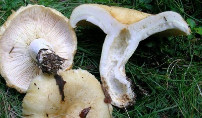 Melkpaddestoelen worden zeer gewaardeerd vanwege hun rijke chemische samenstelling.