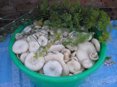 De voordelen van paddenstoelen